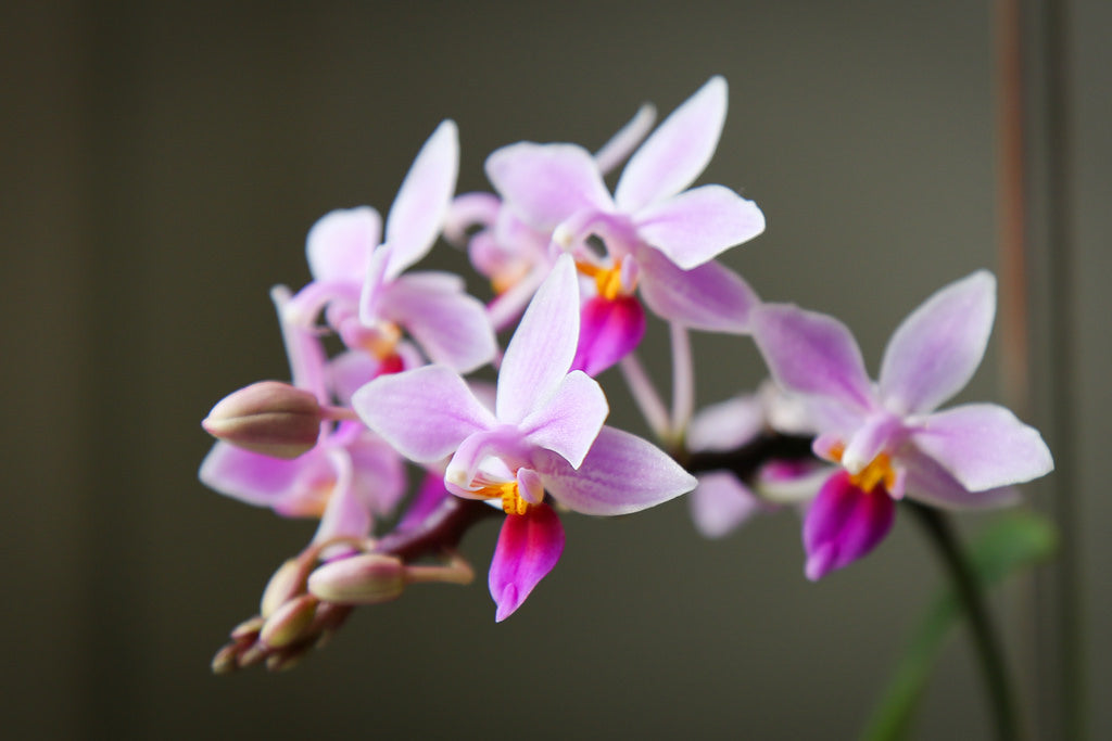 Phalaenopsis equestris 'pink' - species - orchid