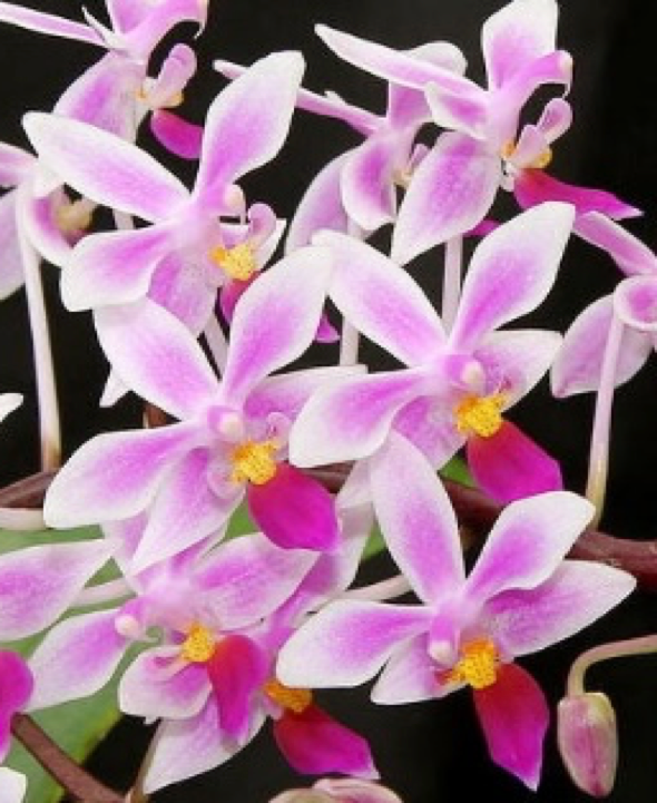 Phalaenopsis equestris 'pink' - species - orchid