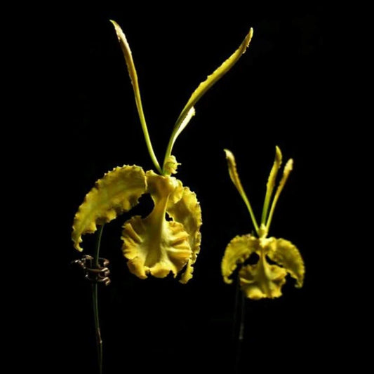 Psychopsis papilio var alba - species - orchid