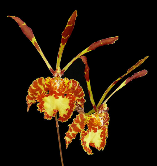 psychopsis versteegiana seedling flasks for sale Australia