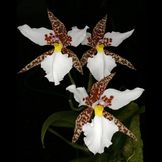 Rhynchostele rossii - species - orchid
