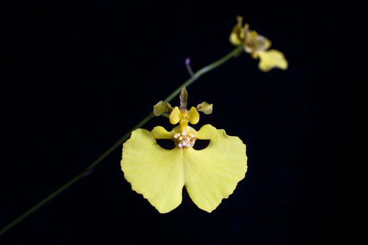 Tolumnia urophylla - species - orchid