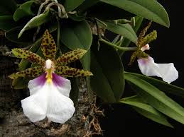 Trichocentrum tigrinum mature flowering plants