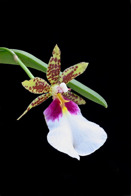 Trichocentrum tigrinum flower Designs by Nature NSW Australia