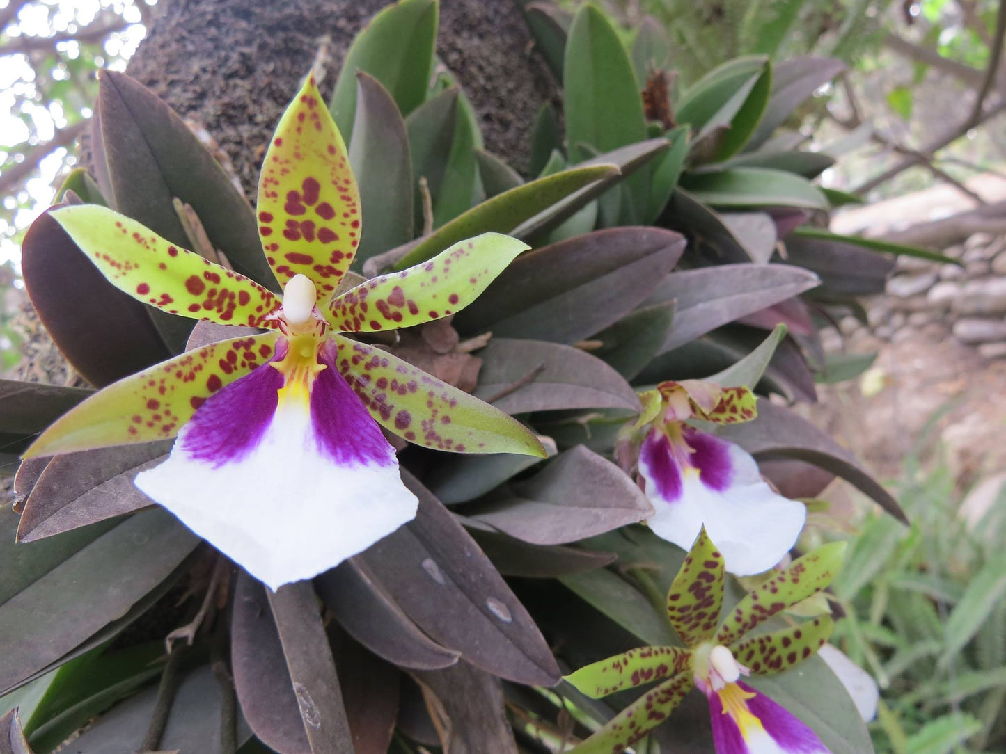 Trichocentrum tigrinum - species - orchid