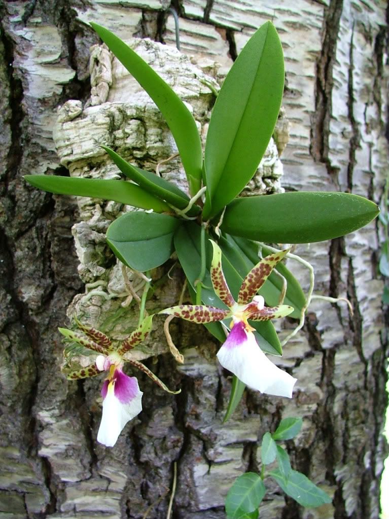 Trichocentrum tigrinum mounted on cork flowering